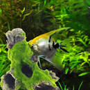 Tronco Natural com Musgos para Criar um Refúgio Aconchegante para Peixes Pequenos