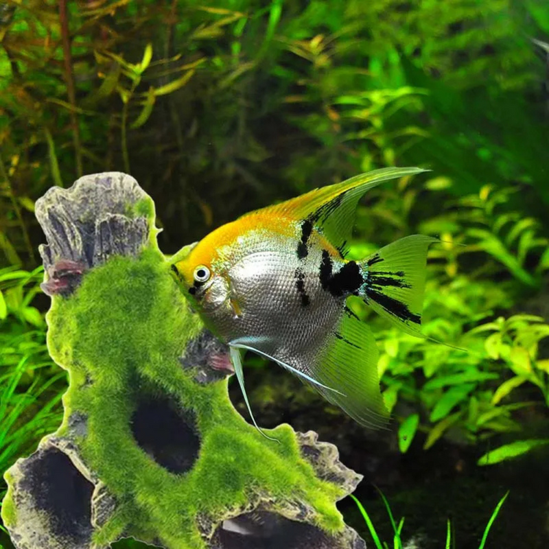 Tronco Natural com Musgos para Criar um Refúgio Aconchegante para Peixes Pequenos