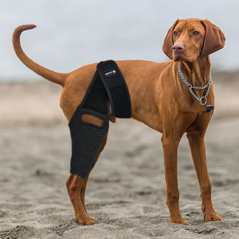 Cinta de Suporte para Articulações e Joelhos de Cachorros com Dificuldade para Caminhar