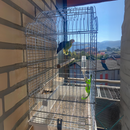 Suporte Prático de Frutas para Passarinhos e Papagaios