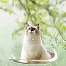 Cama Suspensa para Gatos com Ventosas Resistentes e Conforto Garantido