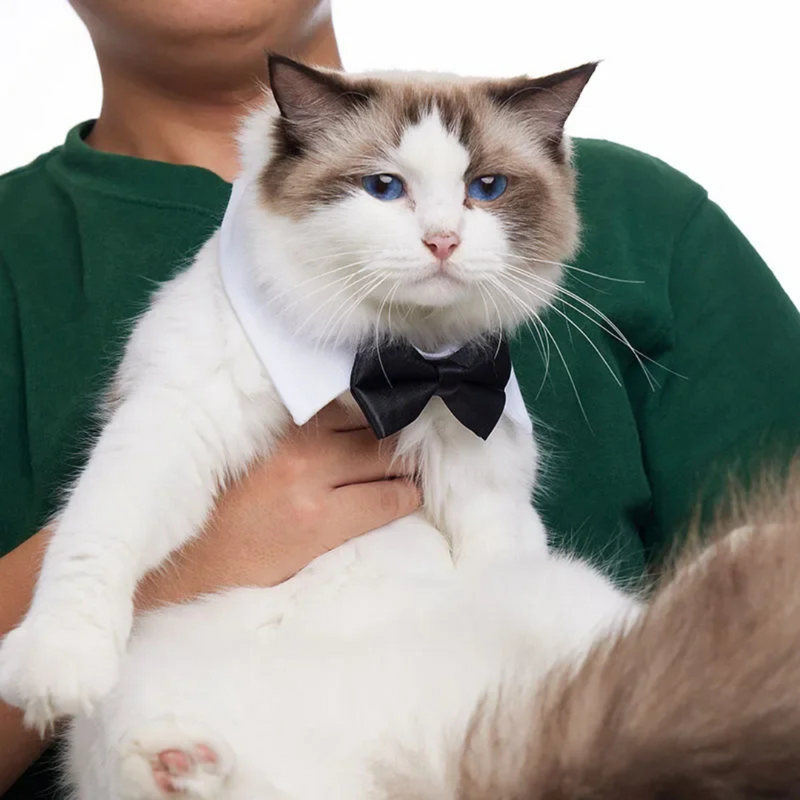 Gravata Ajustável para Cachorros: Estilo e Conforto para seu Melhor Amigo