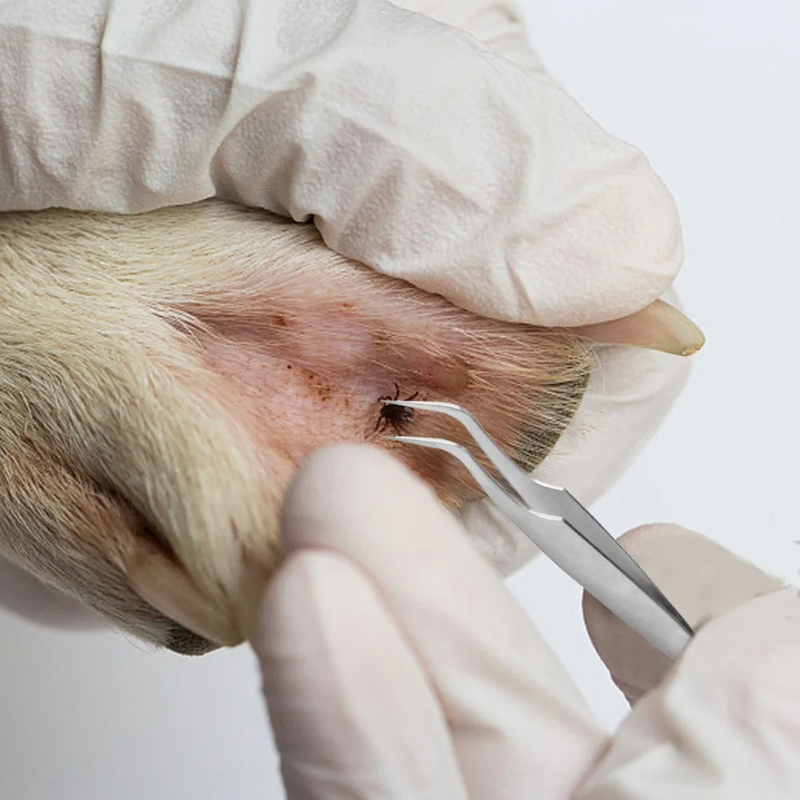Pinça Prática para Remoção de Pulgas e Carrapatos em Cães