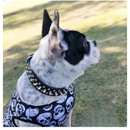 Coleira de Couro com Spikes: Estilo e Conforto para Seu Cão