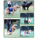 Sling Prático para Apoio de Pernas Traseiras e Quadris de Cachorros com Mobilidade Reduzida