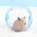 Bola de Exercício para Roedores: Diversão e Liberdade para Hamsters e Porquinhos-da-Índia