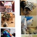 Chapéu de Praia Pet Para Cães: Conforto e Estilo Sob o Sol