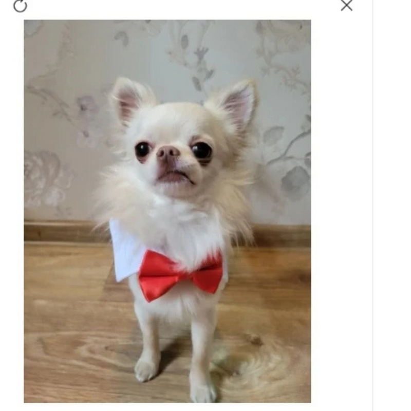 Gravata Ajustável para Cachorros: Estilo e Conforto para seu Melhor Amigo