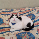 Lenço Estiloso para Gatos: Conforto e Estilo para Seu Amigo Fiel