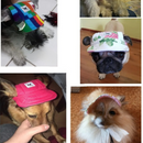 Chapéu de Praia Pet Para Cães: Conforto e Estilo Sob o Sol