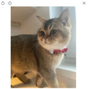 Gravata Ajustável para Cachorros: Estilo e Conforto para seu Melhor Amigo