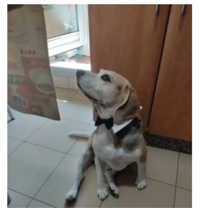 Gravata Ajustável para Cachorros: Estilo e Conforto para seu Melhor Amigo