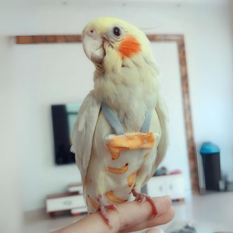 Fralda Reutilizável para Papagaio: Conforto e Praticidade em Cada Uso