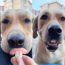 Dentadura Divertida para Cachorros na Festa de Halloween