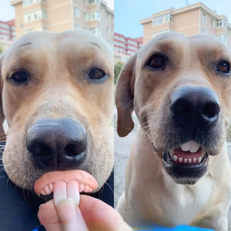 Dentadura Divertida para Cachorros na Festa de Halloween
