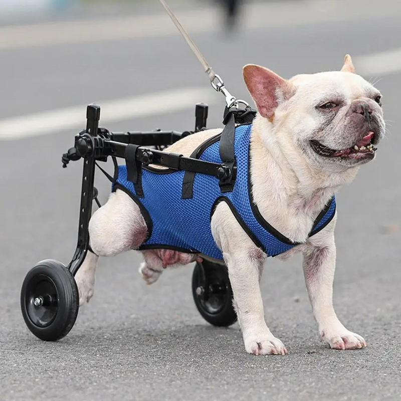 Cadeira de Rodas Ajustável para Pets: Liberdade e Conforto para Patas Traseiras