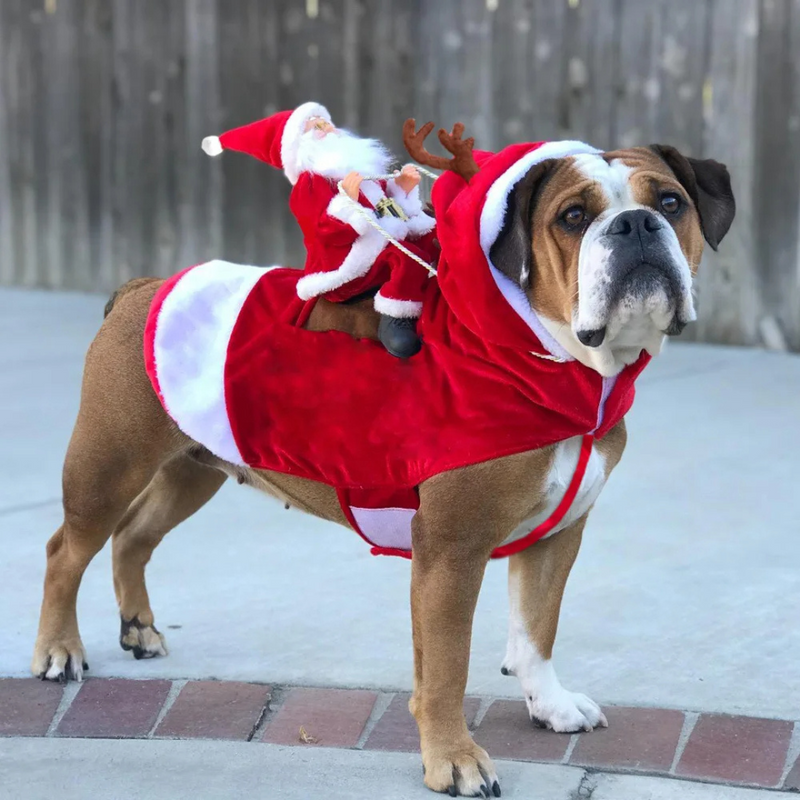 Fantasia Natalina para Pets: Roupinha de Rena e Papai Noel