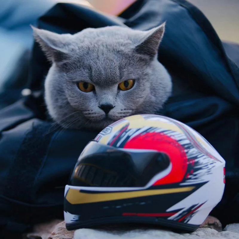 Capacete Protetor para Aventura de Cães e Gatos