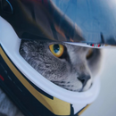 Capacete Protetor para Aventura de Cães e Gatos