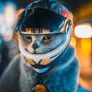 Capacete Protetor para Aventura de Cães e Gatos