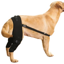 Cinta Ortopédica Confortável para a Recuperação do Seu Cachorro