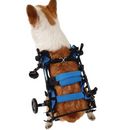 Cadeira de Rodas Para Cachorros com Dificuldade de Andar – Conforto e Liberdade com 4 Apoios