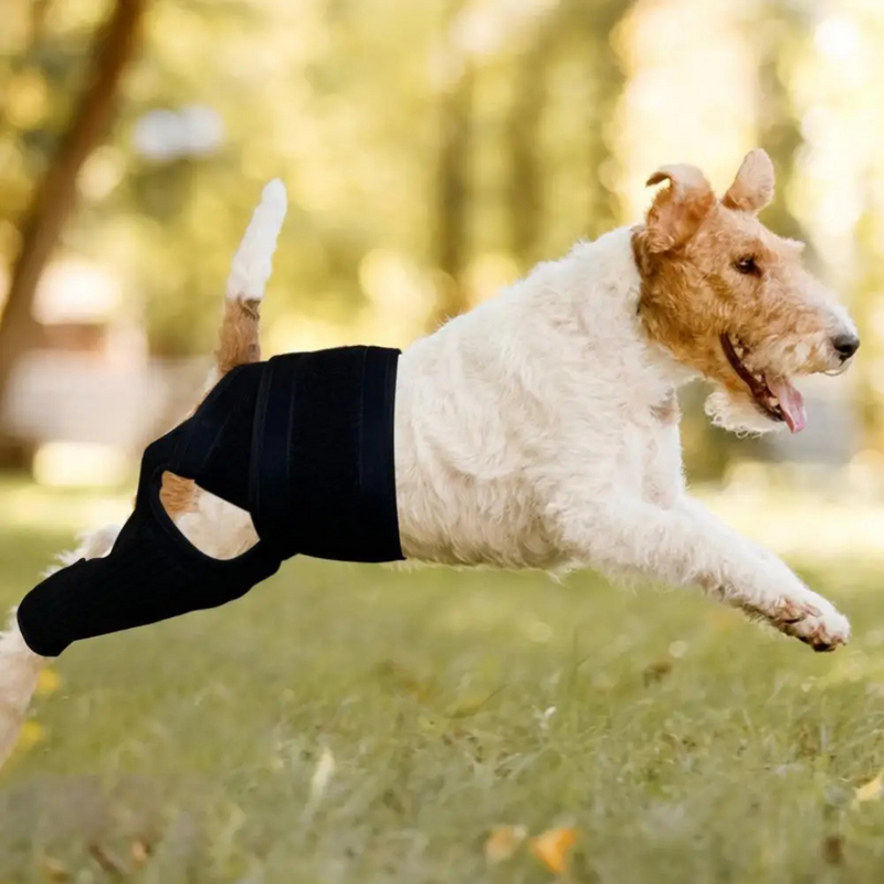Cinta de Suporte para Patas Traseiras de Cachorros com Artrite e Dificuldades de Mobilidade