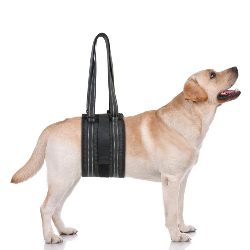 Sling de Apoio para Cachorros com Dificuldade de Caminhar – Conforto e Mobilidade para Pets com Artrite