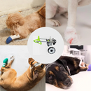 Cadeira de Rodas para Cães com Mobilidade Reduzida - Proporcione Conforto e Liberdade