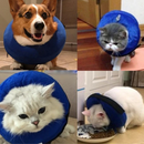 Collar Inflável Confortável para Recuperação de Cães e Gatos