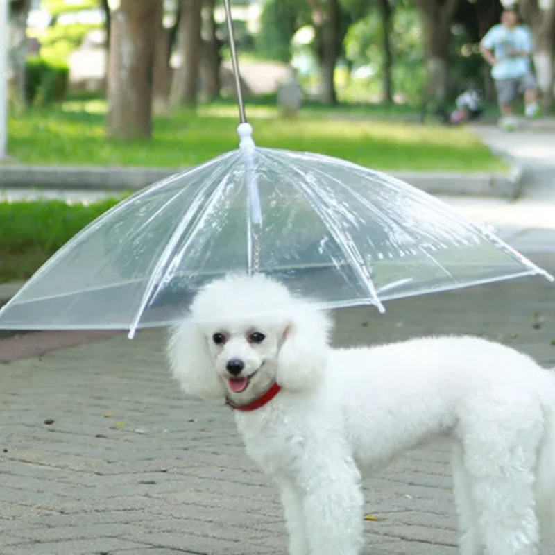 Coleira Translucida Invertida Com Guia Para Seu Pet: Conforto e Proteção em Dias Chuvosos