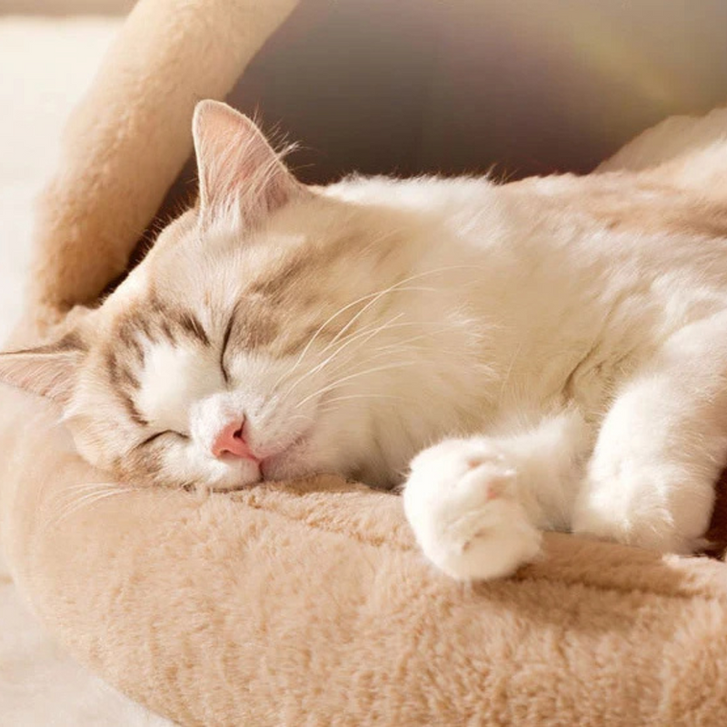 Cabana Aconchegante para Pets com Almofada Confortável