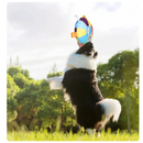 Disco Voador Tecido: Brinquedo Confortável e Mordedor para Cachorros