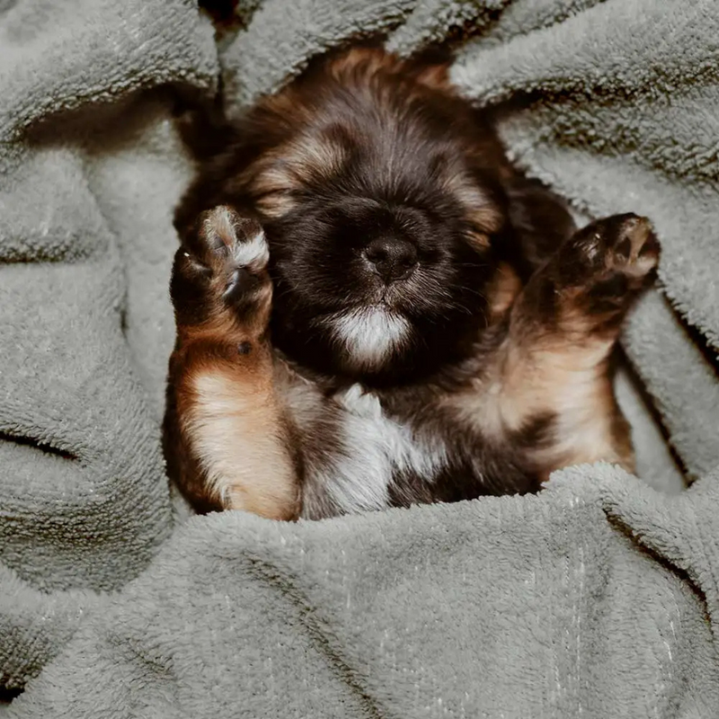 Toalha de Banho Pet em Microfibra Ultra Absorvente para Conforto e Praticidade na Hora do Banho