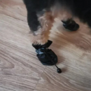 Botinha Meia Pet Antiderrapante Impermeável: Conforto e Proteção em Dias de Chuva e Lama