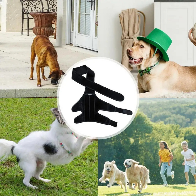 Joelheira Ortopédica para Cachorros: Conforto e Mobilidade para Pets com Dificuldade de Andar