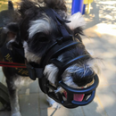 Focinheira Ajustável Para Cães Grandes - Conforto e Segurança Para Rottweilers