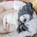 Gorro de Inverno com Capuz para Cachorros – Conforto e Estilo para Seu Pet
