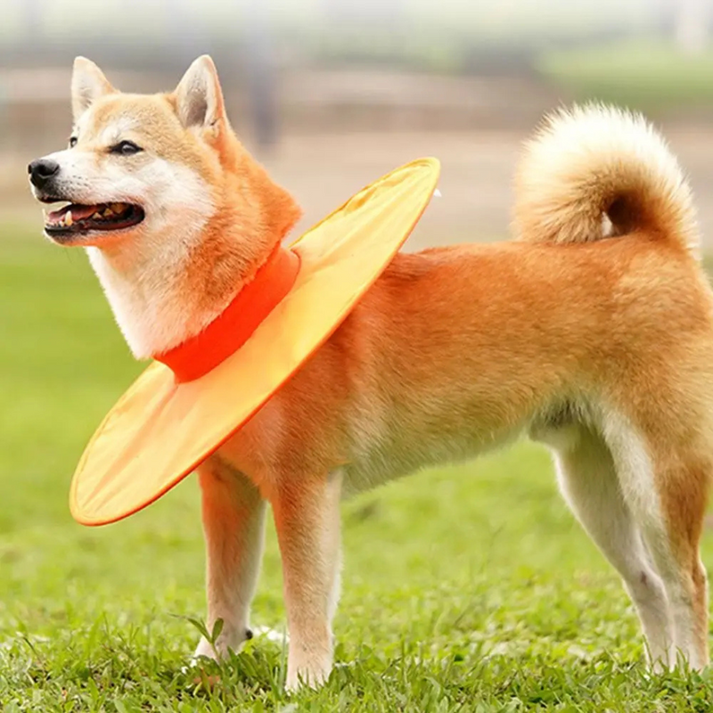 Coleira Ajustável para Recuperação de Pets: Conforto e Proteção para Cães e Gatos