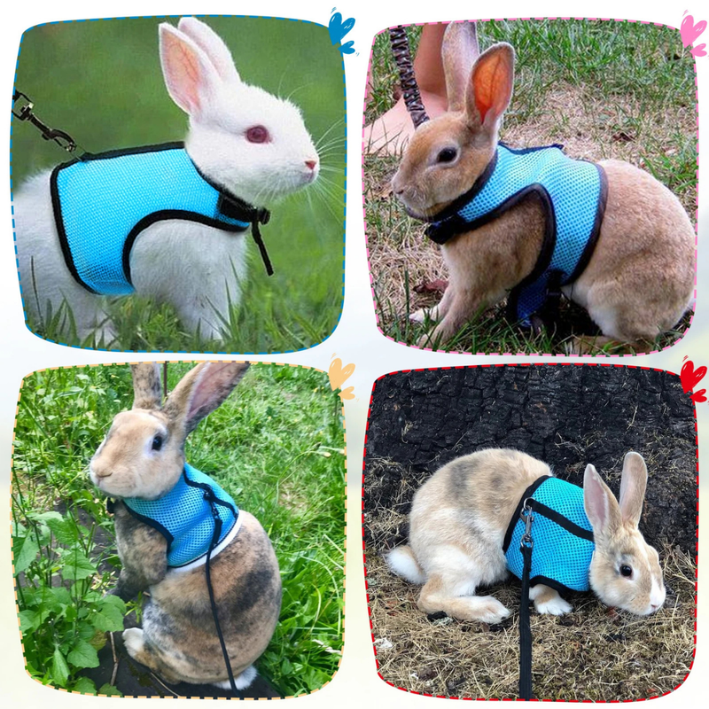 Coleira Peitoral Ajustável e Guia para Conforto e Segurança de Seu Coelho