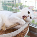 Varinha de Morder para Limpeza Dental de Gatos - Sorriso Saudável e Confortável