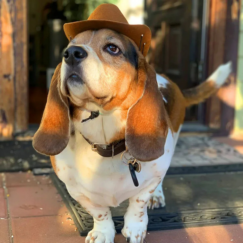 Chapéu Estilo Cowboy para Cachorros e Gatos: Conforto e Diversão em Cada Aventura