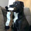 Brinquedo Pelúcia Lavável para Pets: Conforto e Diversão Sem Enchimento