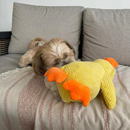 Pato de Pelúcia Confortável para Seu Pet