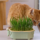 Vasinho de Cultivo Hidropônico para Gatos - Traga Verde e Alegria ao Seu Lar