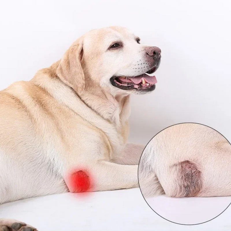 Bandagem Protetora para Joelhos e Cotovelos de Cachorros - Conforto e Mobilidade para Seu Melhor Amigo