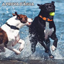 Coleira de Treinamento à Prova D'Água com Alcance de 800 Metros para Conquista e Liberdade