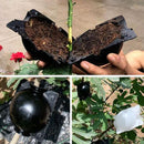 Kit de Caixas para Enraizamento de Plantas - Transforme Seu Jardim com Facilidade