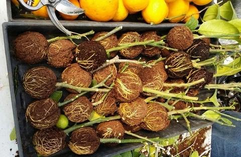 Kit de Caixas para Enraizamento de Plantas - Transforme Seu Jardim com Facilidade