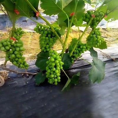 GardenGrip: Praticidade na Amarração de Plantas para Seu Jardim